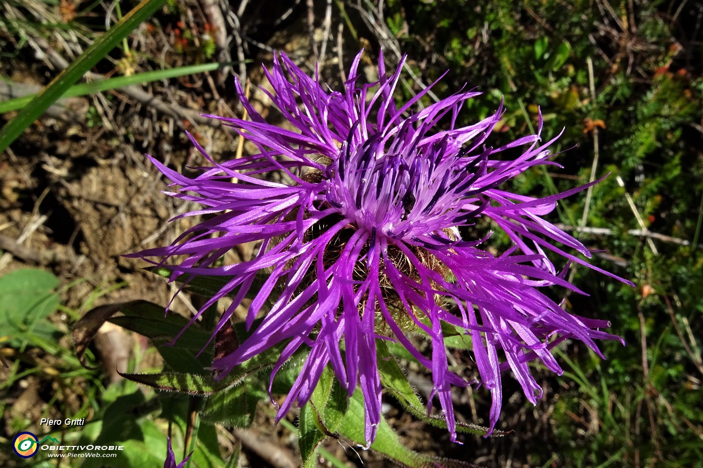 17 Fiordaliso Unifloro (Centaurea Uniflora).JPG